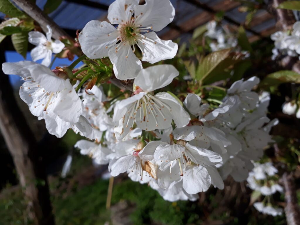 Picture of cherry blossom to show spring has sprung.