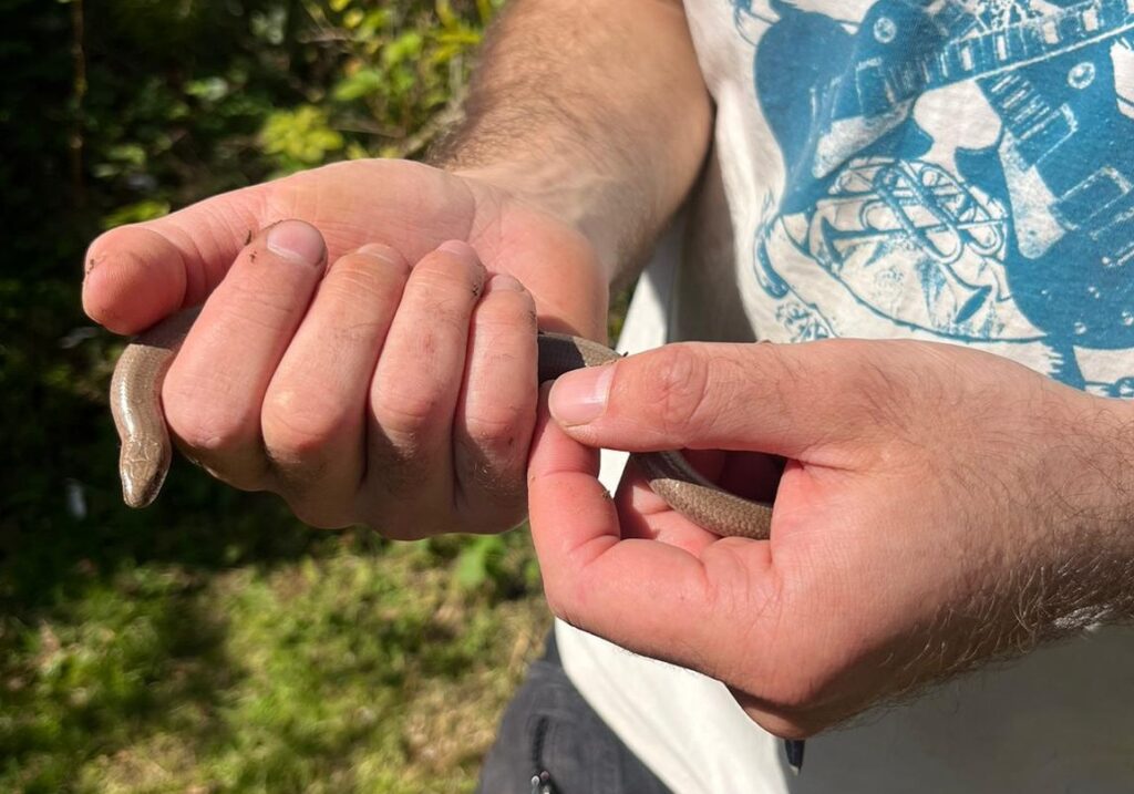 Picture of slow worm found in the community garden. The wildlife is starting to creep back in.