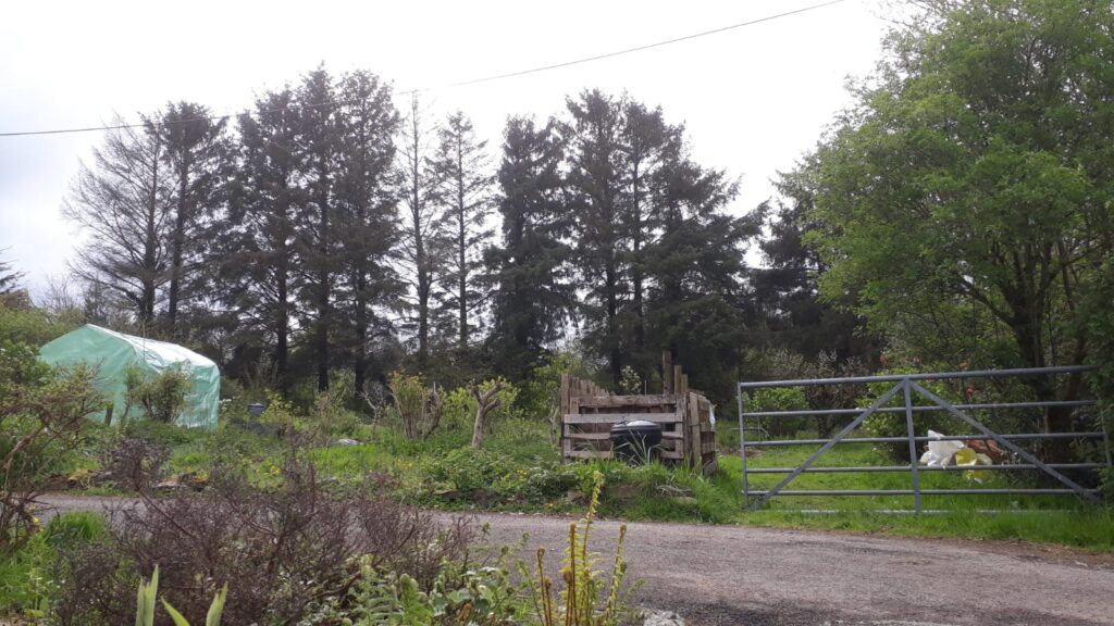 Picture of spruce trees and garden- these will be felled soon to create a more native hedge..